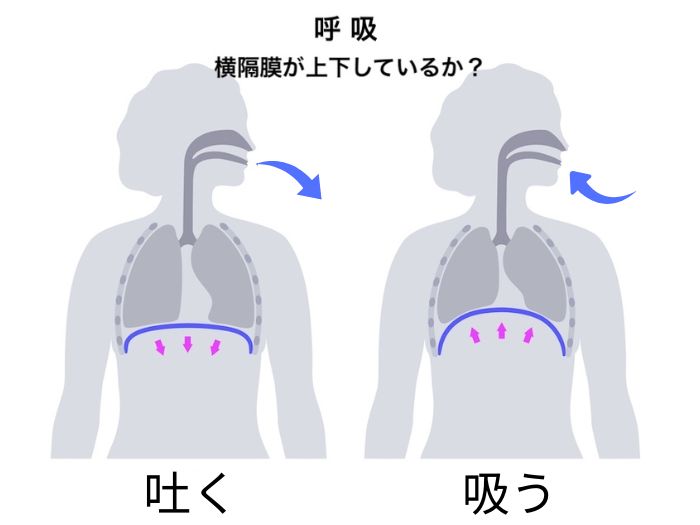 呼吸のポイント、横隔膜の上下のイメージイラスト