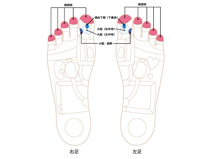 脳のゾーン画像