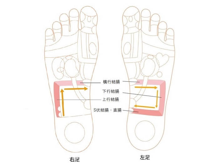 大腸のゾーン画像