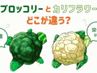 ［ブロッコリーとカリフラワーの違い］栄養や由来もこんなに!?