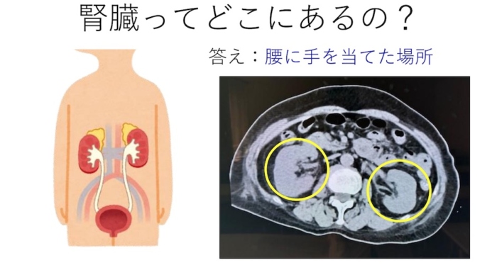 心臓の位置