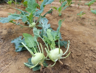 ユニーク野菜♡ 甘くておいしい！ ビタミンCや食物繊維が豊富「コールラビ」の栽培にハマってます #Omezaトーク