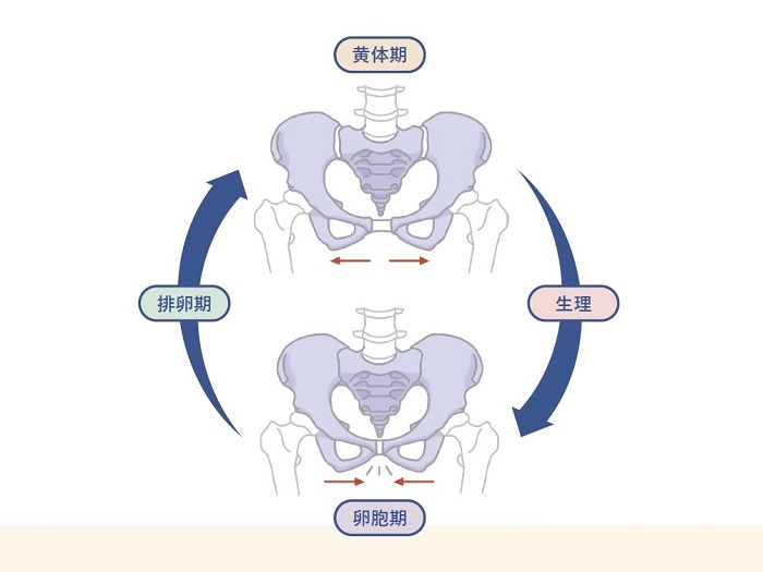 結局、骨盤がすべて解決してくれる