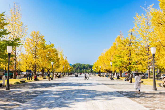 東京のイチョウ並木