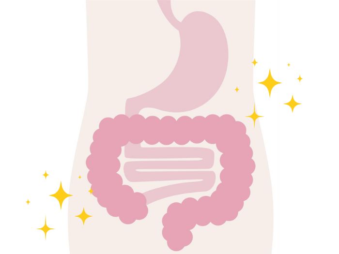 胃腸のイメージイラスト