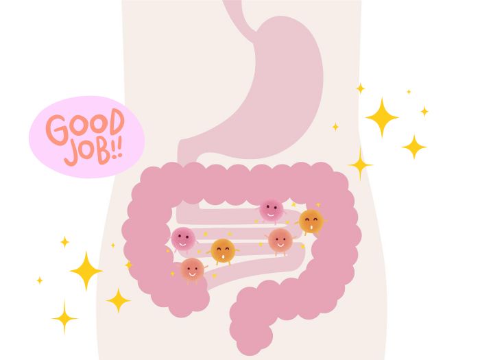よい働きをしている腸内環境のイメージ