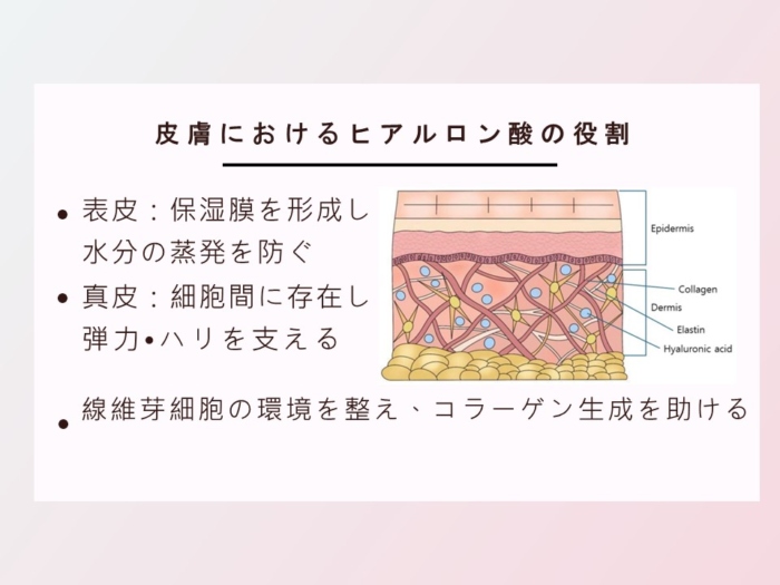 皮ふにおいてのヒアルロン酸の役割