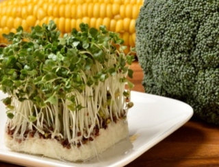 ブロッコリースプラウトとブロッコリー、生長度で栄養は違うの？