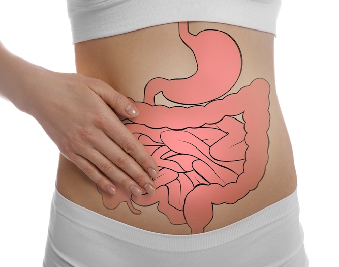 腸のイメージ画像