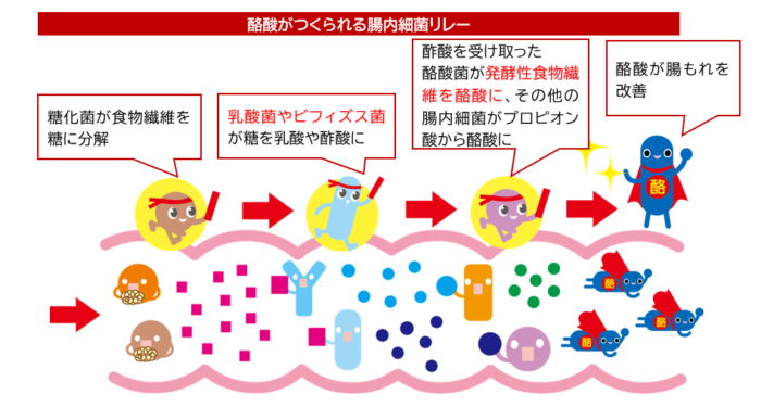 酪酸産生菌が酪酸を生成する腸内細菌リレー
