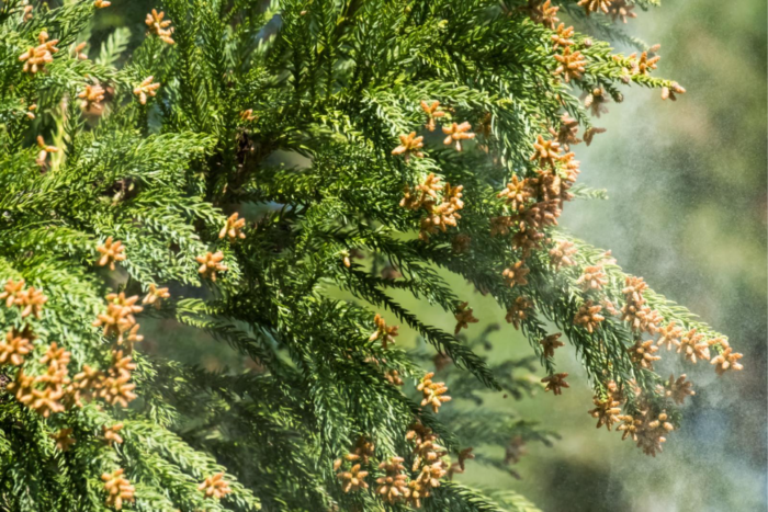 スギ花粉のイメージ