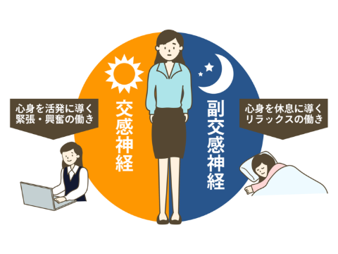 自律神経のイラスト
