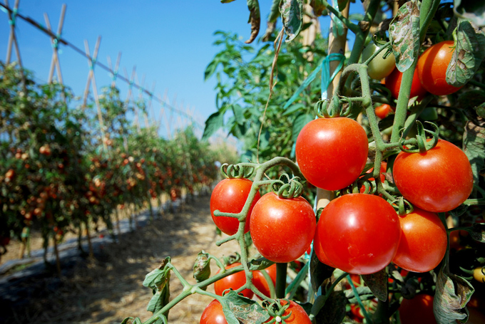 トマト栽培中のトマトのアップ画像