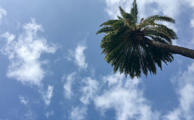 ハワイの空とヤシの木
