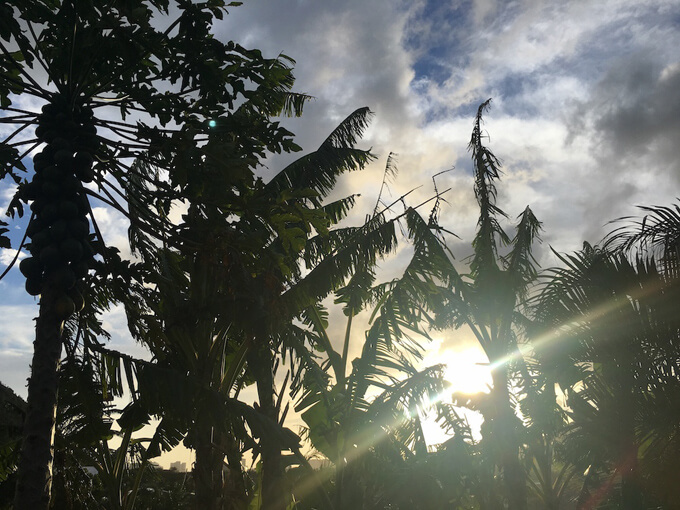 ハワイの日差しが入った景色