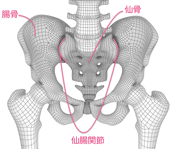 仙腸関節の位置を記した画像（＊画像サイズ小さめにお願いします）