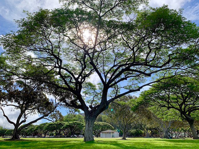 ハワイの大きな木