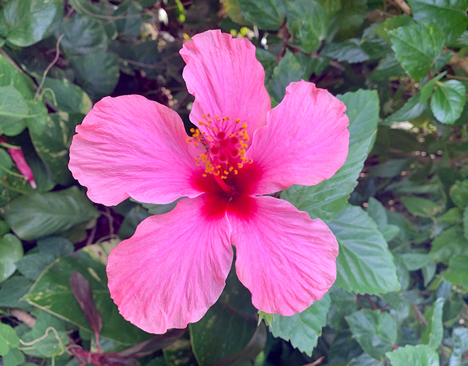 ハワイのハイビスカスの花