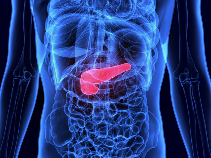 胆のうと膵臓の人体模型図