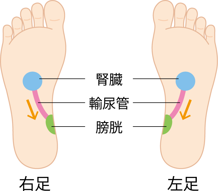 足裏の反射区のイラスト、腎臓、膀胱、輸尿管