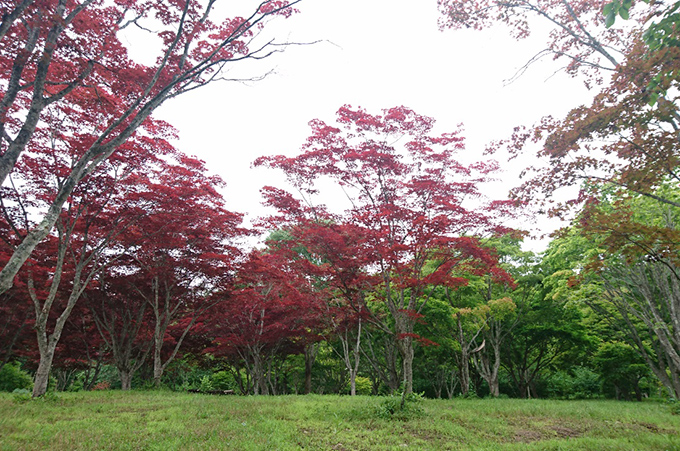 紅葉の写真