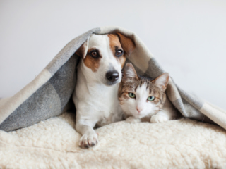 毛布をかぶったペットの犬と猫