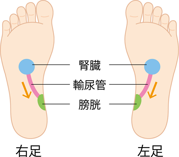 足裏の腎臓膀胱の反射区のイラスト