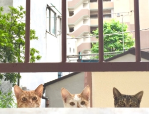 「視線を感じる…」家をのぞいてくるノラ猫たちがかわいすぎる!