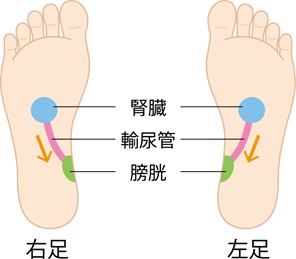 腎臓～膀胱の足裏イラスト画像