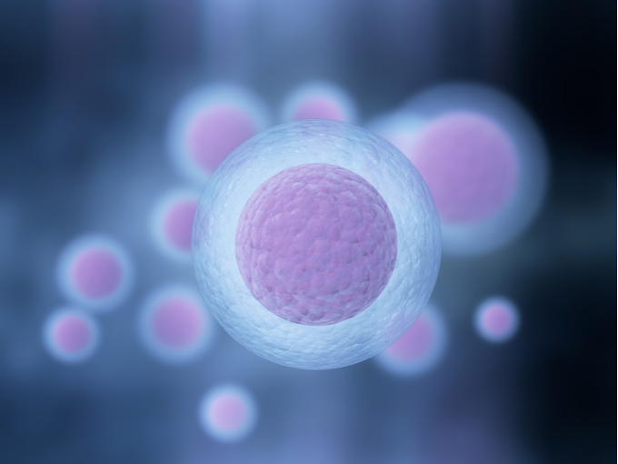 人間の卵細胞の高解像度画像