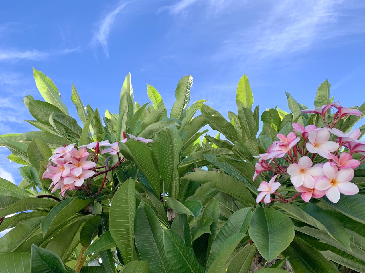 ハワイの花