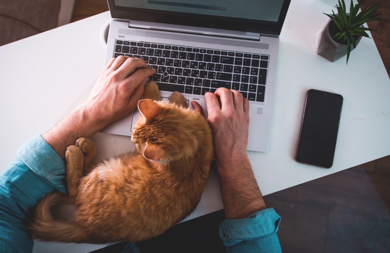 飼い主がパソコン作業をする傍らでリラックスする猫