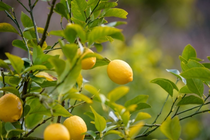 レモンの次にビタミンcが多いのは ダイエットに役立つ栄養クイズ ダイエット フィットネス ヘルスケアのことならfytte フィッテ