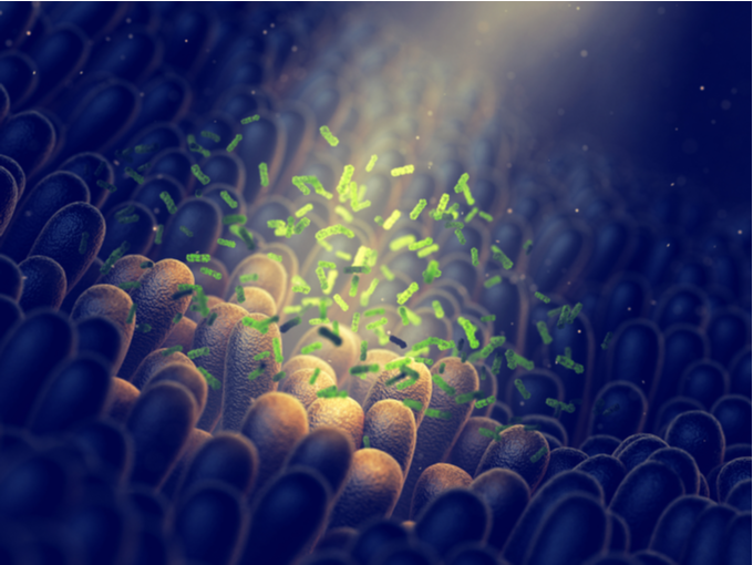 腸内細菌のイメージ画像