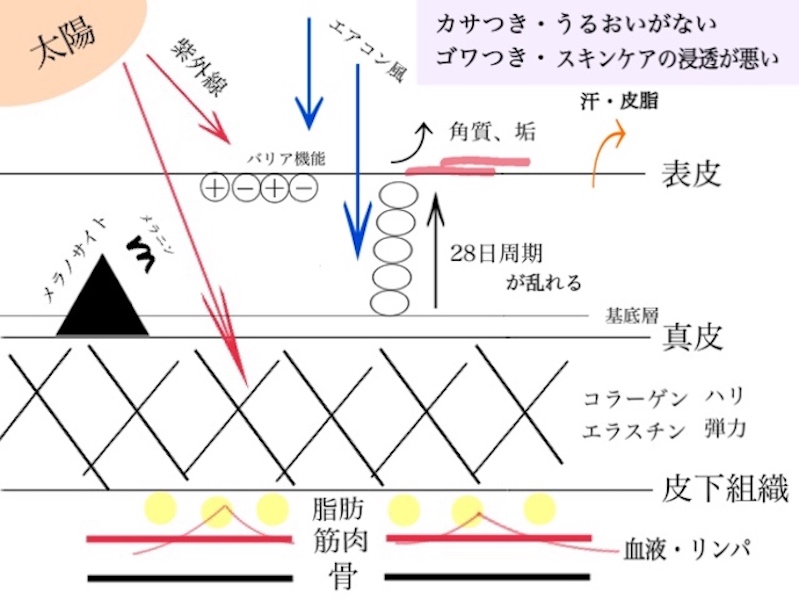 肌のバリア機能の仕組み図