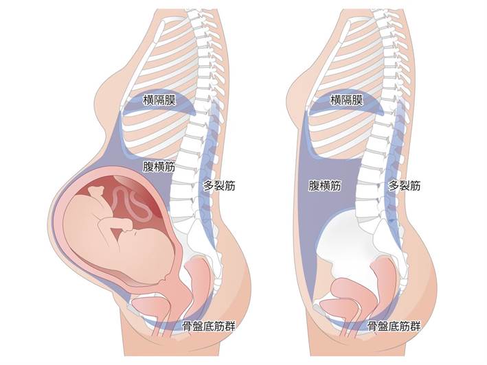 妊娠中と妊娠前のお腹の中の図解画像